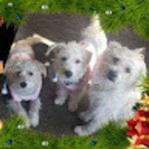 Meet your Posher, Blanca